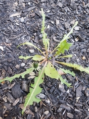 Taraxacum officinale