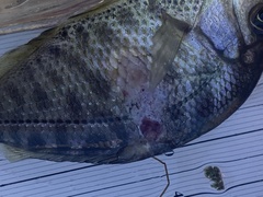 Hysterocarpus traskii