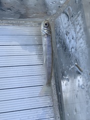 Oncorhynchus tshawytscha