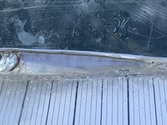 Oncorhynchus tshawytscha