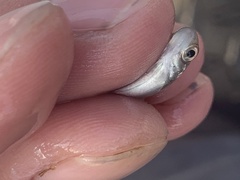 Oncorhynchus tshawytscha