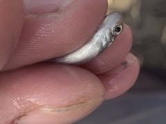 Oncorhynchus tshawytscha