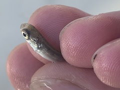 Oncorhynchus tshawytscha