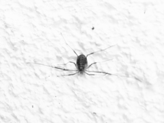 Opilio saxatilis
