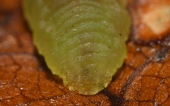 Melanostoma