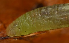 Melanostoma