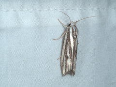Xylorycta austera