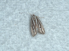 Xylorycta austera