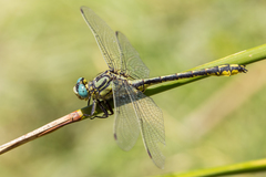 Gomphus simillimus