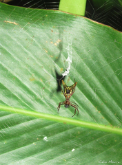 Micrathena spinosa