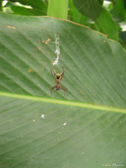 Micrathena spinosa