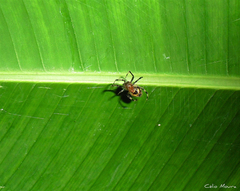 Araneus guttatus