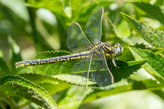 Gomphus simillimus
