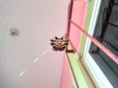 Gasteracantha cancriformis