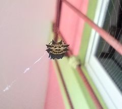 Gasteracantha cancriformis