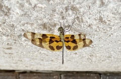 Celithemis eponina