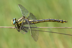 Gomphus simillimus
