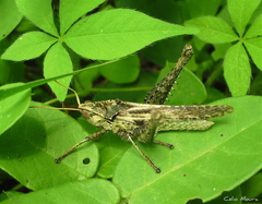 Xyleus discoideus angulatus