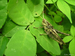 Xyleus discoideus angulatus
