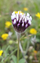 Trifolium dichotomum