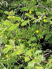 Vachellia tortuosa