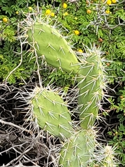 Opuntia caracassana