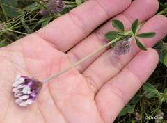 Trifolium dichotomum