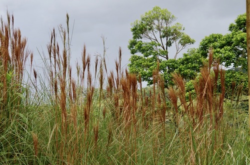 Hyparrhenia rufa image