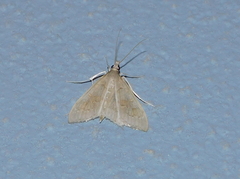 Mecyna auralis