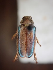 Dichelonyx subvittata