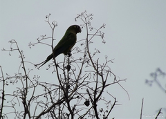 Eupsittula cactorum