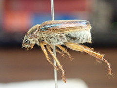 Dichelonyx subvittata