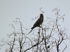 Eupsittula cactorum