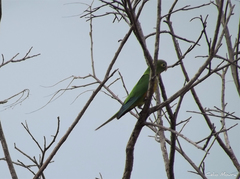Eupsittula cactorum