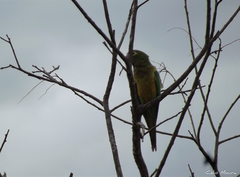 Eupsittula cactorum