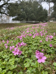 Oxalis hispidula