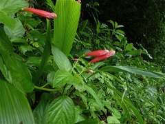 Centropogon coccineus