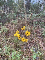 Coreopsis linifolia