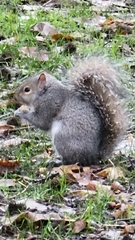 Sciurus carolinensis