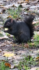 Sciurus carolinensis
