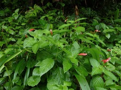 Centropogon coccineus