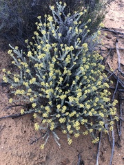 Helichrysum excisum