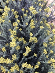 Helichrysum excisum
