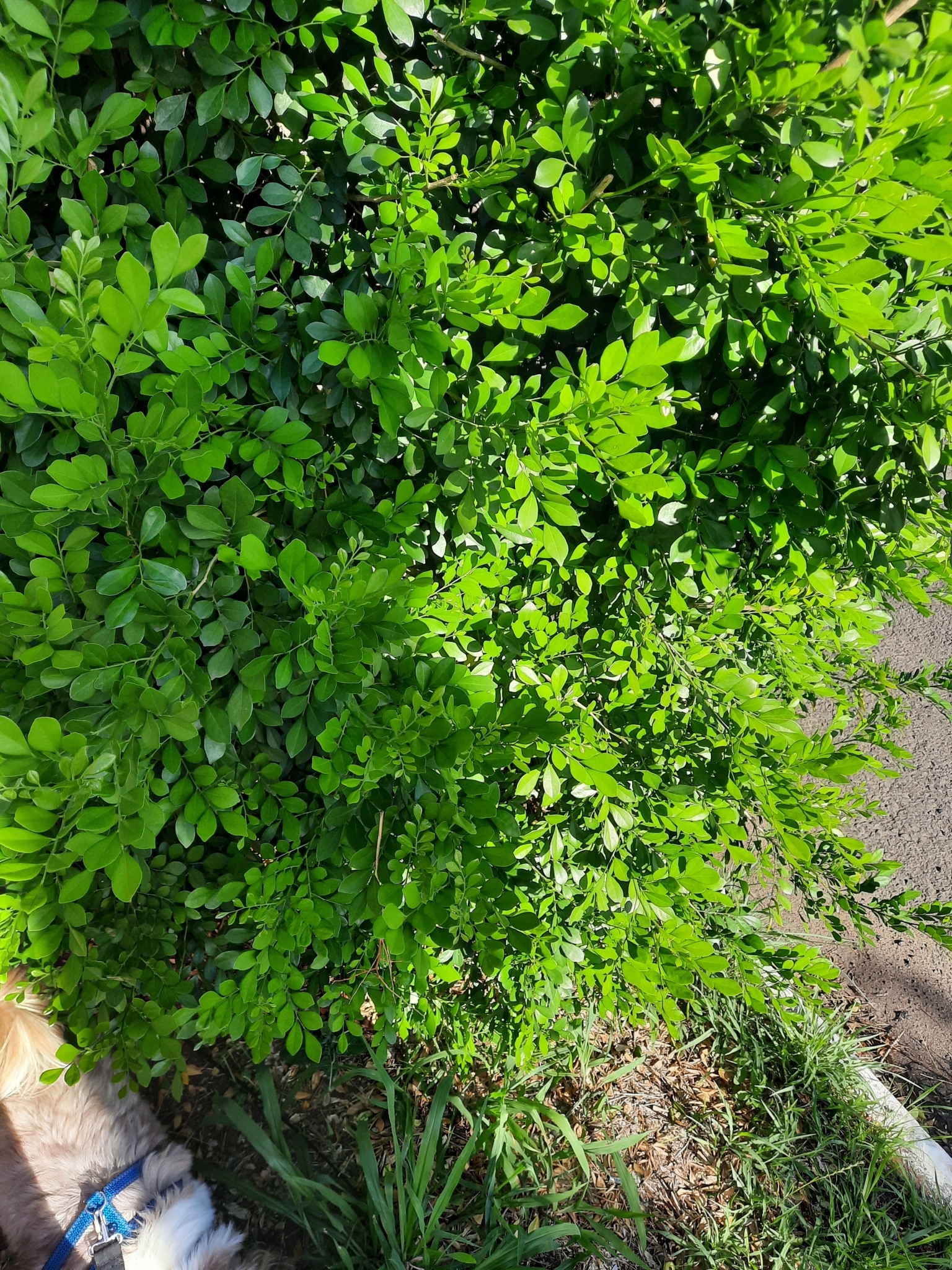 Murraya paniculata