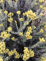 Helichrysum excisum