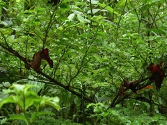 Psychotria graciliflora