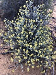 Helichrysum excisum