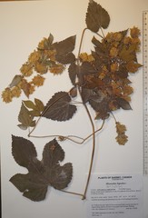 Humulus lupulus lupulus