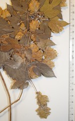 Humulus lupulus lupulus