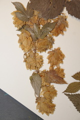 Humulus lupulus lupulus